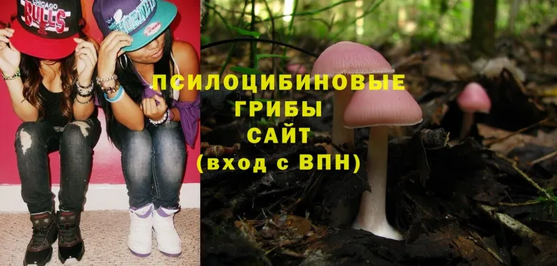 МЕГА зеркало  Гороховец  Псилоцибиновые грибы Psilocybe  купить  цена 